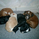 B-Wurf - Bhayani, Lou, Luna, Bodhi und Bya-ra