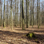 Im Wald