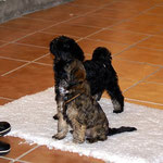 Training in der Hundeschule DogFidence - Januar 2014