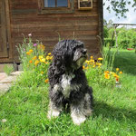 Milkas Sohn Murphy aus unserem E-Wurf im Mai 2014