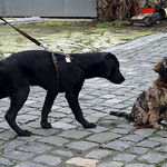 Hundeschule DogFidence - Femi - 15,5 Wochen alt