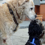 Hundeschule DogFidence