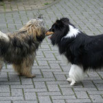 Mon-sha verliebt! Hier mit Sheltie-Freundin Angel