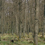 Spaziergang im Wald