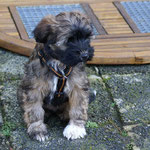 Training in der Hundeschule DogFidence - Januar 2014