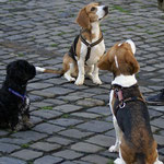 Training in der Hundeschule DogFidence - Januar 2014