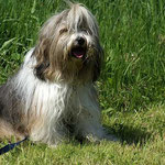 Milka auf der Wiese