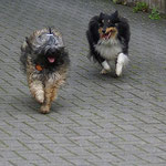 Mon-sha verliebt! Hier mit Sheltie-Freundin Angel