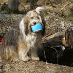 Milka mit Bällchen im Wald - Frühling 2014