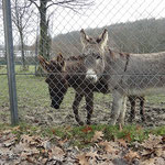 F-Wurf - Femi und Yeshi im Opelzoo - 15 Wochen alt
