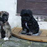 Training in der Hundeschule DogFidence - Januar 2014