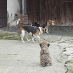 Hundeschule DogFidence