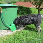 Milkas Sohn Murphy aus unserem E-Wurf im Mai 2014