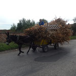 Der Unterschied zu Rumänien: Statt Pferde werden vermehrt Mulis vor den Karren gespannt.