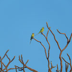 Papageien auf einem Baum im Vittala-Tempel