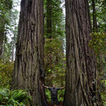 Baumgiganten im Redwood National Park