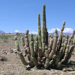 grosser Kaktus