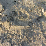Tigerabdruck im Sand