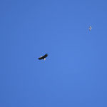 ...leider schon sehr weit oben: Seeadler mit Möwchen