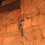 Umgebung - Eine Eidechse/Gecko (?). Diese sieht man wirklich an fast allen Hausmauern