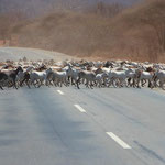 Anfahrt - Eine Massai Ziegenherde überquert die Straße