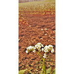 みずほ台写真04 雫 蕎麦畑の白い花