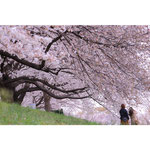 大宮写真07 夏みかん 桜の花の下で