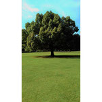 みずほ台写真03 セッチャン 公園の1本の木