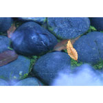 大宮写真16 アップル 水に浮かぶ落ち葉