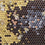 Bienenmaden im Futtersaft
