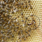 Bienenkönigin mit Hofstaat