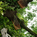 Bienenschwarm