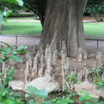 Mangrovenbaum am Teich hinter dem Schloss