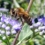 Gute Bienenfutterpflanze "Bartblume"