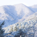 『春気配に舞降る雪』（栃木県・戦場ヶ原）/2019.04.02/EOSkissX8i