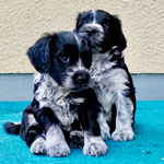 Theo und Askii