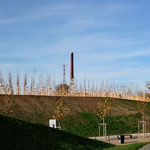 Baumpflanzung im Verband, Blick in nördliche Richtung aus dem Rheinpark. Baum-Art: Spitz-Ahorn, Hochstämme, Aufnahme-Datum: 13.11. 2022           