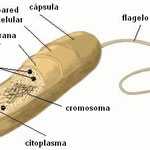 Célula procariota (sin núcleo organizado). Es el tipo celular más simple, presente en las bacterias.