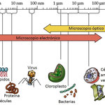 Poder resolutivo de los distintos microscopios