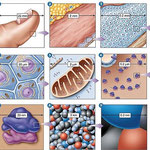 1- dedo; 2- trozo de piel; 3- parte de un tejido (epidermis); 4- célula de la epidermis; 5- mitocondria; 6- ribosoma; 7- molécula; 8- átomos.
