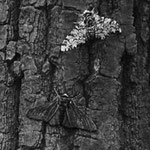 Variantes clara y oscura de B.betularia sobre un tronco de abedul