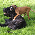 Lennox und Schwarzer Terrier Al Kapone