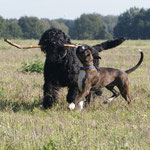 Schwarzer Terrier Winnie und Leo