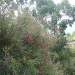 Sampaya e flor nacional Cantuta