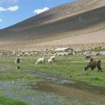 El Bofedal - região úmida e a fauna andina