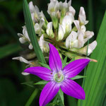 Blue eyes grass and clover by Randy Stapleton