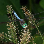 Macrophotography by Randy Stapleton