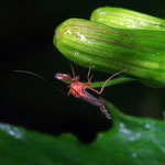 Macrophotography by Randy Stapleton