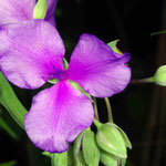 Spiderwort by Randy Stapleton