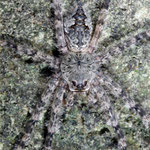 Camouflaged spider by Randy Stapleton